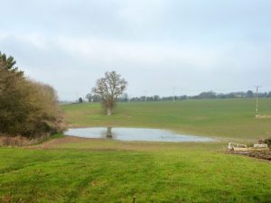 pooling in septic field